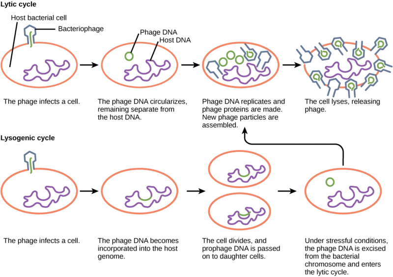 Two replication processes of viruses are shown: the lytic cycle on the left and the lysogenic cycle on the right. Numbered steps guide through both cycles. Images of replicating cells accompany each step.