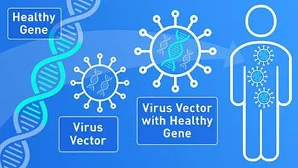 Image shows a viral DNA with a new gene sequence added to its genome inside a virus. Virus is then introduced to host to deliver therapeutic gene.