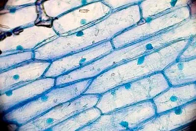 A onion slice dyed blue observed through a microscope.