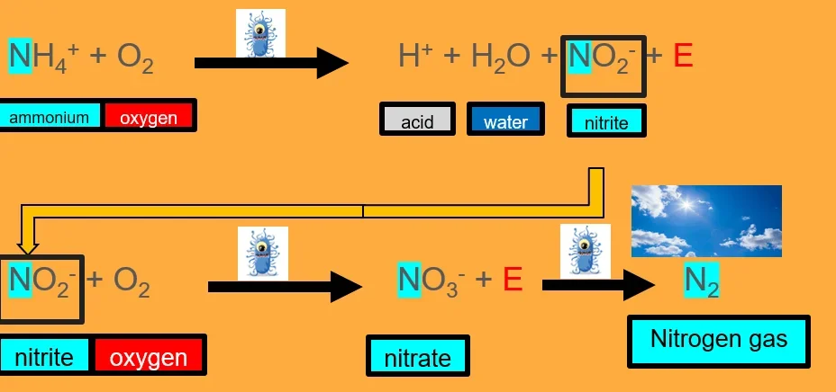A graphic that shows the process of nitrification, where ammonias are) is converted to nitrite, and finally it goes through denitrification where nitrate becomes nitrogen gas.