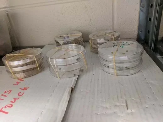 Treated seeds are within stacked marked petri dishes on a closet shelf as the students wait for their germination.