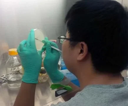 A nitrile-gloved scientist is carefully cutting out pieces of agar with bacteriophages that lysed targeted bacteria using a scalpel while working behind an air curtain.