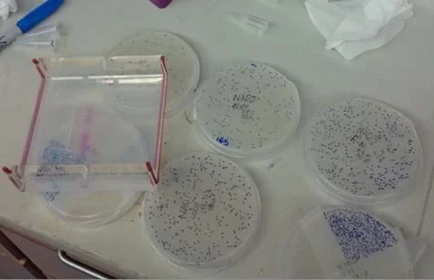 Six petri dishes with blue dots on their covers mark where plaques formed as evidence of bacteriophages having lysed target bacteria. Counting these many tiny blue dots is meticulous work, as researchers find out which bacteriophages are most effective.