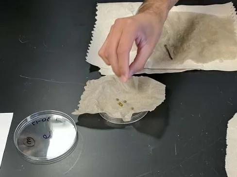 A student places treated mung beans onto dampened paper towels set within petri dishes.