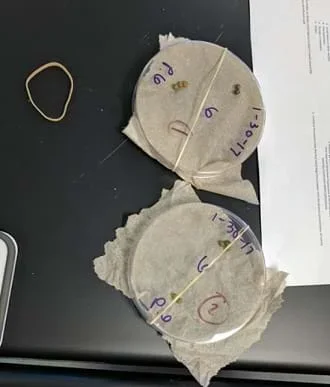 Two marked petri dishes are closed with a rubber band around them. They have treated mung bean seeds on damp paper towels. The paper towels are sticking out beyond the petri dishes.