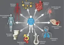 A figure showing 10 body systems displayed around the body.