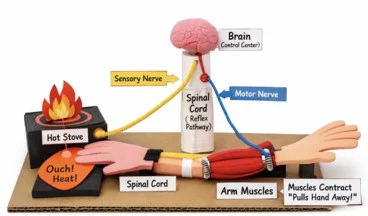 An image showing a hand-crafted model of the brain reacting to the body touching a stove, with arm muscles contracting and the spinal cord sending an “Ouch! Heat!” signal.