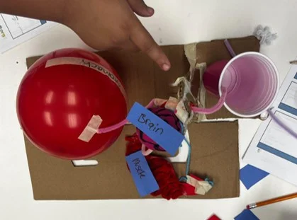 A photo showing a student-created model using a balloon and craft materials to represent body systems, with labeled components such as brain and muscles.