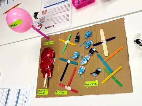 A photo showing a student-created model on cardboard with labeled components such as the brain, spinal cord, muscle (quad), T-cells, and bacteria, using craft sticks, yarn, and other materials to represent system interactions.