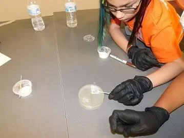 Students swab a petri dish sample and examine for bacterial growth.