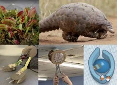 A combination of five photos, with the top two photos showing some Venus flytraps and a giant ground pangolin and the bottom three photos showing students’ biomimetic engineering design projects: a Digger inspired by pangolin, a Grasper inspired by Venus flytraps, and a Tinkercad screenshot of a flinging project inspired by the seed pods. 
