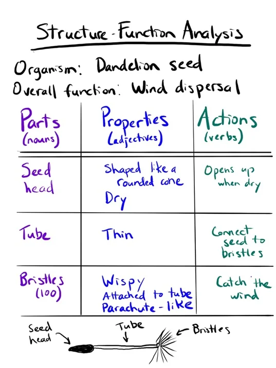 A screenshot of an anchor chart listing the parts, properties, and actions that enable a dandelion seed to be carried by the wind. 