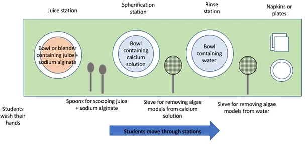 A diagram shows the view from above a long tabletop that is set up for students to move through from left to right through three sub-stations. First, starting from the left, students wash their hands. Next sits a bowl with juice and sodium alginate in it (the juice sub-station) with spoons for scooping the mixture into the next bowl—the calcium solution (the spherication sub-station). Next, use a metal mesh sieve to remove the algal model from the bowl and take it to the last bowl—a bowl of water (the rinse sub-station). Next, use another sieve to remove the algal model from the rinse water and place it on a small plate and/or napkin before eating.