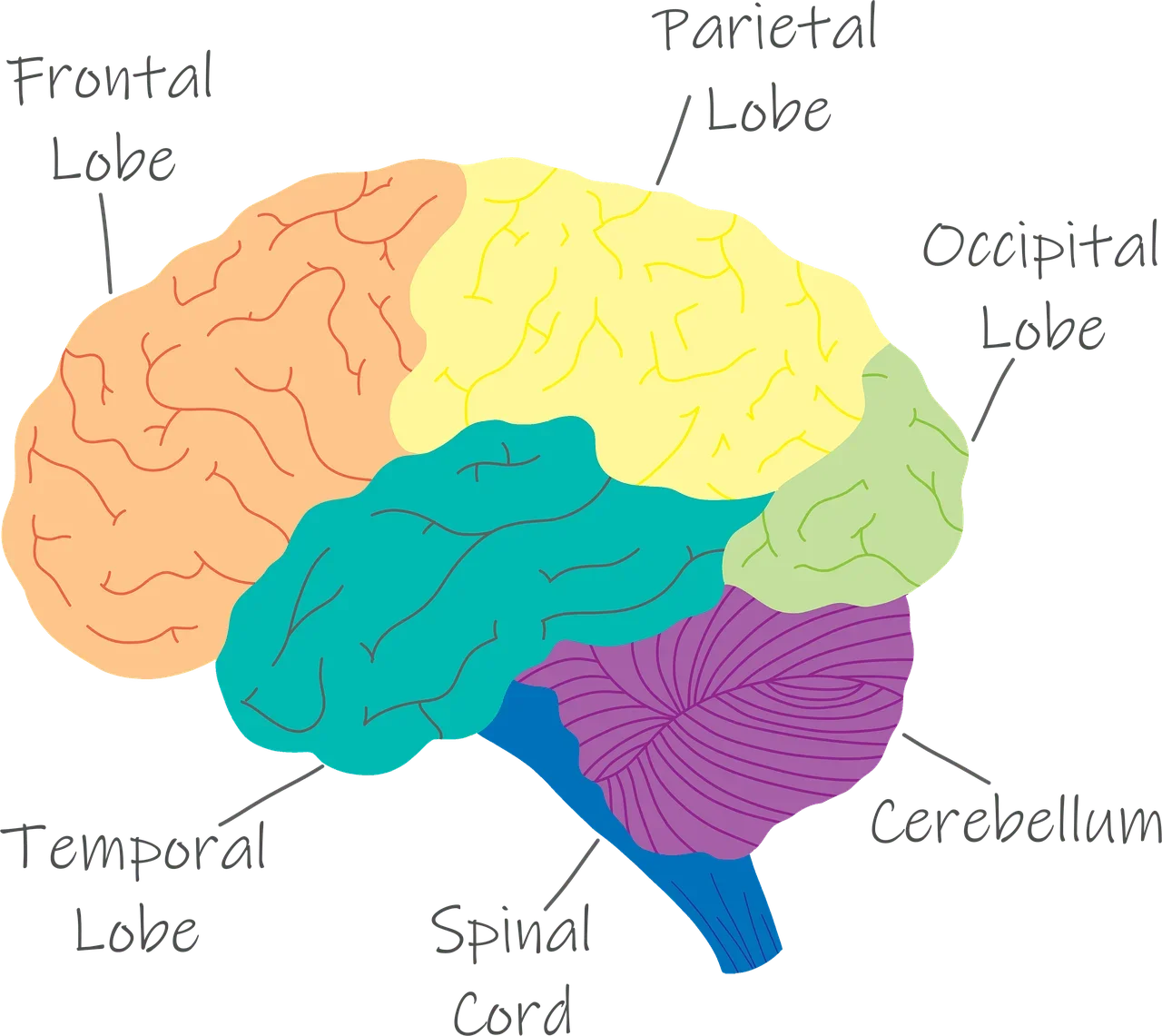 A figure showing the lobes of the brain in different colors, with labels that identify them.