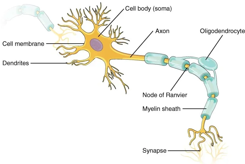 This figure shows a neuron with its inherent structures-myelin sheath, axon, dendrite, node of Ranvier, synapse, soma, cell membrane and oligodendrocyte.
