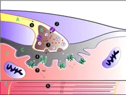 A figure showing a motor neuron unit. The neuron is connected to muscle fibers through the neuromuscular junction or synapse, and the signal is transmitted to the muscle from the neuron for a specific activity. When the signal reaches the synapse, the voltage-dependent gates open and the neurotransmitter vesicles are released into the synapse, then attach to the postsynaptic receptors and relay the signal to the muscle, which contracts. Labels: A: Motor Neuron Axon B: Axon Terminal C. Synaptic Cleft D. Muscle Cell E. Part of a Myofibril.