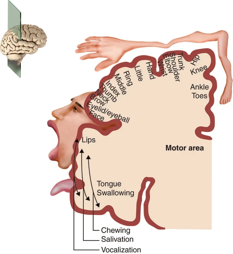 A figure showing the different parts of a homunculus, and how parts of the brain are connected to specific muscle functions.