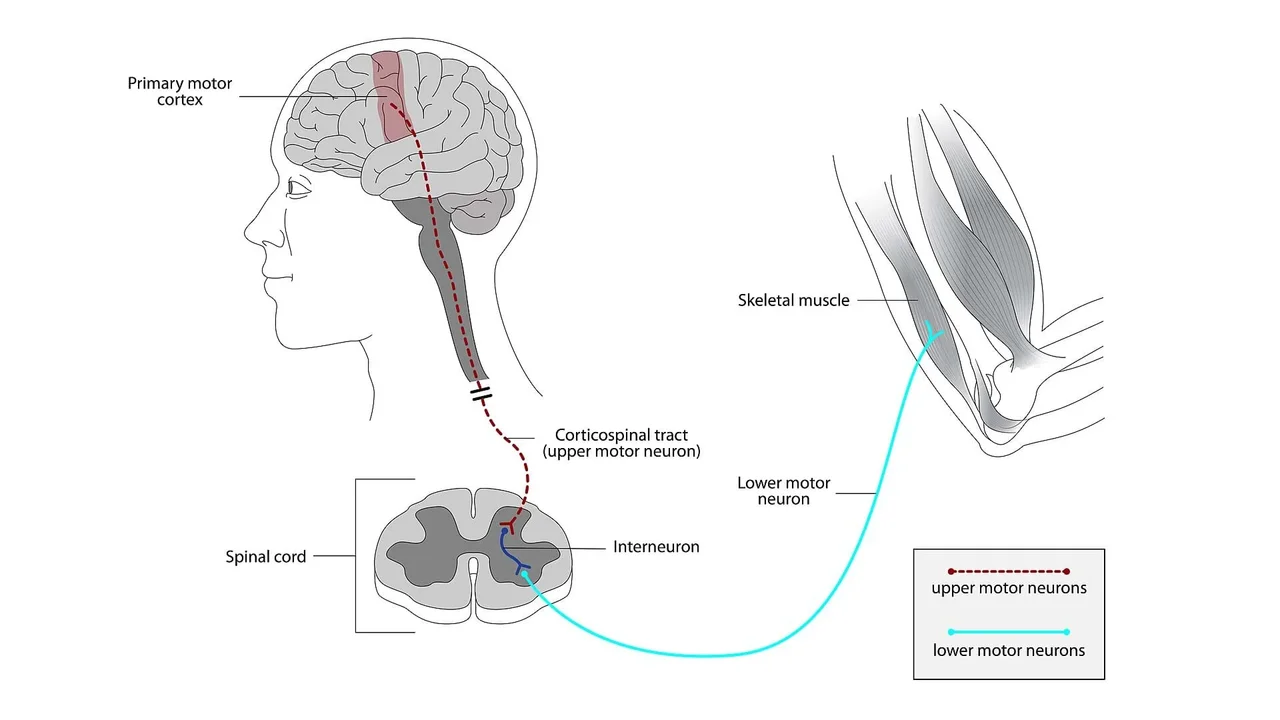 A figure depicting the upper motor neuron connection going from the brain’s primary motor cortex to the spinal cord. Skeletal muscles in an arm are connected to spinal cord via lower motor neurons.