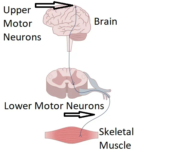 An image describing the connection from the brain to the skeletal muscle, identifying the upper motor neurons in the brain and the lower motor neurons from the spinal cord to the skeletal muscle.