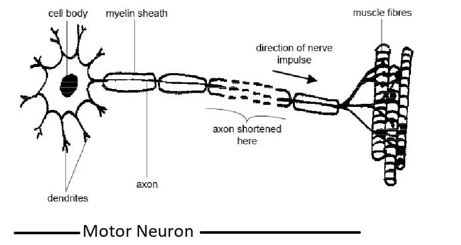 A figure depicting a motor neuron, a specialized type of neuron that forms complex circuits throughout the body to enable both voluntary and involuntary movements.