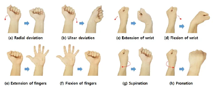 A figure demonstrating the motion of wrists based on the three gestures of the activity, roll, pitch, and yaw.
