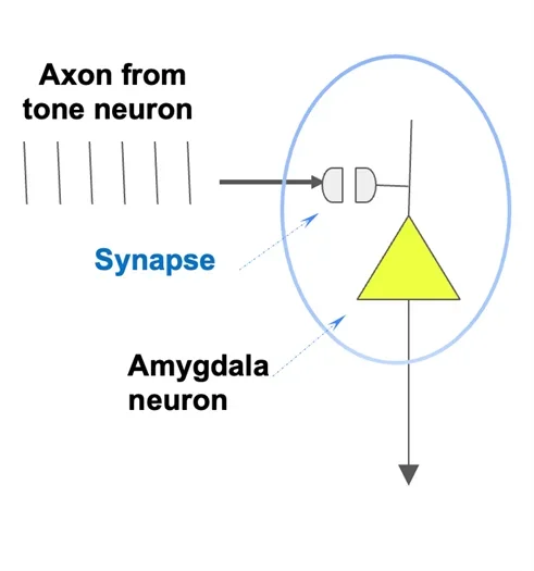 A diagram showing how the action potentials from the presynaptic neuron going into the synapse into the neuron of the amygdala.