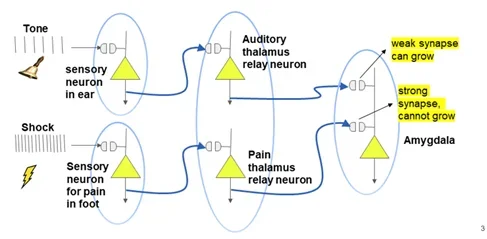 A graphic showing a full description of the fear circuit, with the tone and shock pathways creating action potential signals going into the thalamic regions and finally into the amygdala.