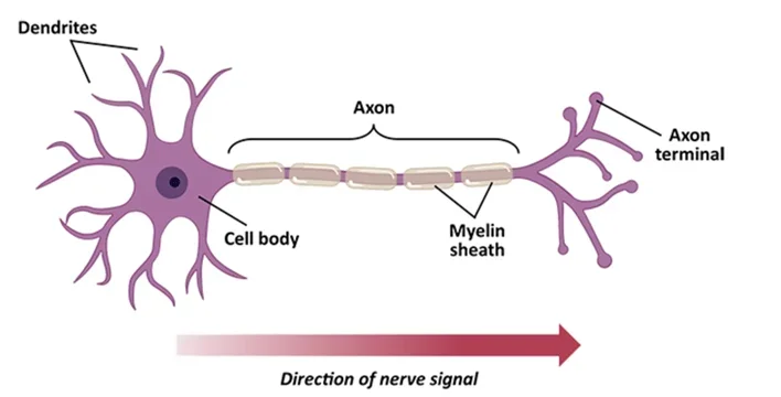 A diagram of a neuron cell showing all of the parts and the direction of the nerve signal.