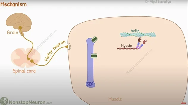A diagram showing both the central fatigue and peripheral fatigue during the mechanism behind fatigue.
