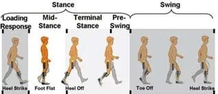 A diagram shows one complete cycle of the human walking gait illustrated by seven side views of a walking child at different stance and swing phases in his gait: loading response, mid-stance, terminal stance and pre-swing. Points of heel strike, foot flat, heel off, and toe off are noted.