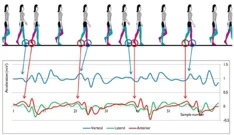 A diagram shows 12 side views of a walking woman above an acceleration (m/s/s) vs. time graph with circles and arrows mapping heel strikes and toe off stages of the gait cycle to specific points on the graph's lines.