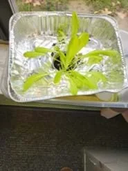 A photo showing students’ lettuce growing in the floating pot they designed.