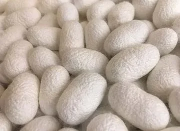 Image of white, oblong silkworm cocoons in a pile.