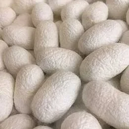 uof-2492-silkworm-square.jpg