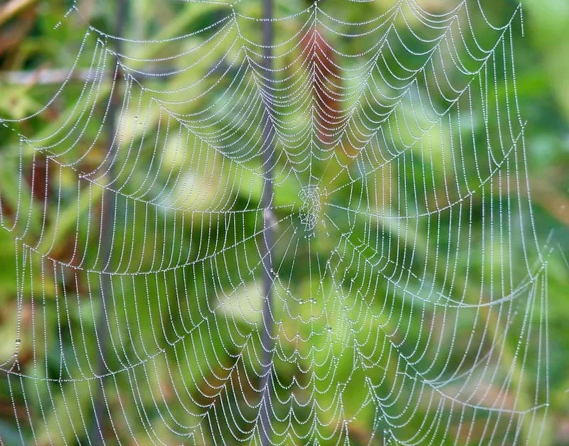 A concentrically structured circular web with morning dew made by an orb weaver spider.