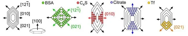 Five line drawings of a normal calcium oxalate crystal (far left0 and crystals grown with different additives show how the crystal shapes change depending on where an inhibitor binds. A normal hexagonal crystal is altered to be square shaped (BSA inhibitor), taller and diamond shaped (C4S inhibitor), taller and rectangular shaped (citrate inhibitor) and top-heavy hexagonal shaped (Tf inhibitor).