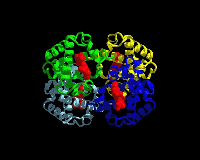 Artistic rendering of hemoglobin showing the molecular structure using a ribbon representation.