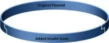 A circular blue band with two staggered cuts that join together the original plasmid and the insulin gene into one loop.