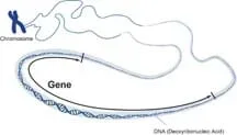 A line drawing shows a long DNA molecule (double helix-shaped) with a small segment selected as a gene.