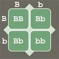 A four-square grid with columns titled, B and b, and rows titled B and b. The four square cells are labeled BB (top left), Bb (top right), Bb (bottom left), and bb (bottom right).