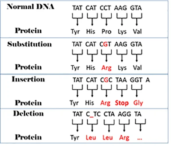 Four boxes illustrate normal DNA and three small-scale mutation examples. 1) A normal DNA sequence (TAT, CAT, CCT, AAG, GTA) and the resultant proteins (Tyr, His, Pro, Lys, Val), 2) the same normal DNA sequence with one base substituted for another (CCT > CGT) and the new resultant protein (Arg), 3) the same normal DNA sequence with a base inserted and the new resultant protein, 4) the same normal DNA sequence with a base deleted and the new resultant protein.