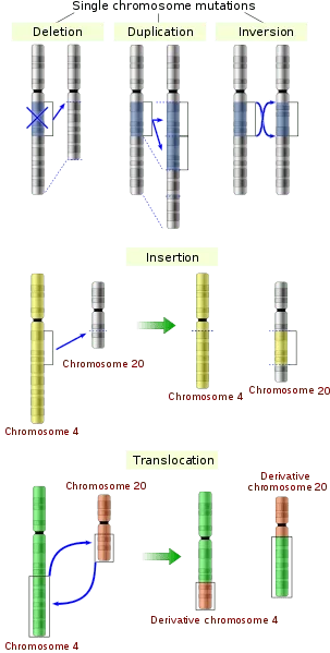 A drawing shows five chromosome mutations. 1) a chromosome with a portion removed (deletion), 2) a chromosome with a portion duplicated (duplication), 3) a chromosome with a portion inverted (inversion) 4) two chromosomes with a portion of one removed and inserted in the other (insertion), and 5) two chromosomes with a portion of both removed and switched with the other (translocation).