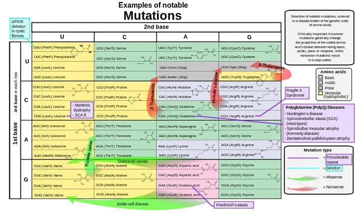 A table aligns DNA/RNA to corresponding amino acids. Arrows connect common mutations to single nucleotides leading to various conditions, such as sickle-cell disease and Friedreich’s ataxia. Clinically important missense mutations generally change the properties of the coded amino acid residue between being basic, acidic, polar or nonpolar, while nonsense mutations result in a stop codon. In the case of cancers, mutations cause aggravation of the conditions by impairing tumor suppressors or activating oncogenes. Every U (uracil) in the mRNA corresponds to a T (thymine) in the original DNA. Therefore, mutations are often noted using T rather than U.