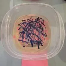 A photo showing a clear plastic container holding a shallow liquid bath, likely corn syrup or water. On the surface, there are irregular, overlapping lines of pink and dark blue color applied in a random, scribbled pattern. The lines appear to float on the liquid without sinking.