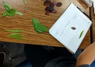 Photograph of a student sitting at desk with four sorted leaf piles and their science notebook to document.