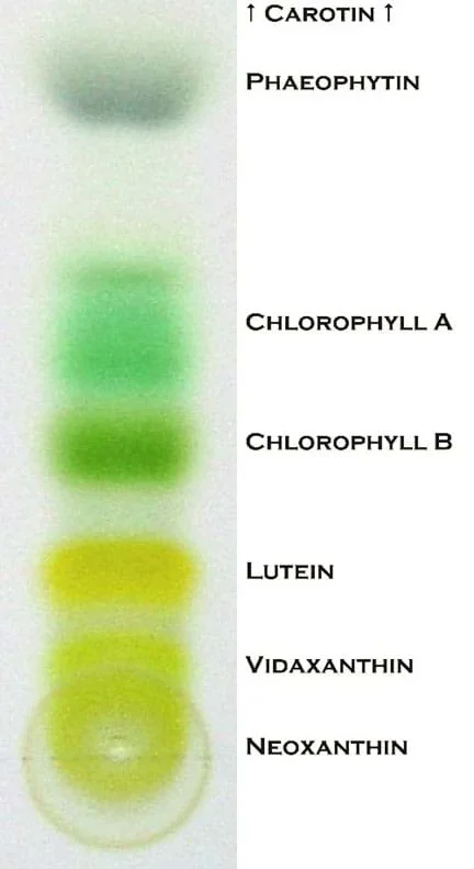 A labelled image shows the colors of chlorophyll and other pigments of a leaf extract.