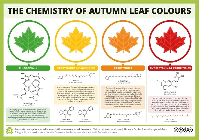 Infographic that explains the chemicals behind the colors of autumn leaves.