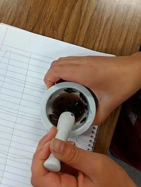 Photo of student’s hands using mortar and pestle to mix the leaves with solvent.