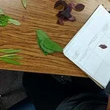 Fun with Leaf Chromatography!