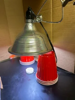 A photo of UV beads under 60 seconds of UV light exposure without any sunscreen to reflect the UV rays.